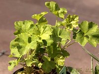 Heuchera Apple Blush_2013-05-12_1957