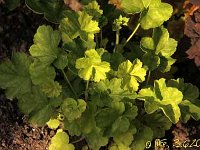 Heuchera Apple Blush_2013-06-03_2496
