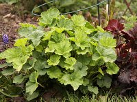 Heuchera Apple Blush_2014-04-05_7453