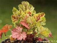 Heuchera Beauty Color_2012-07-15_9841