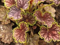 Heuchera Beauty Color_2013-05-21_2031