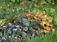 Heuchera Beauty Color_2014-05-18_8995