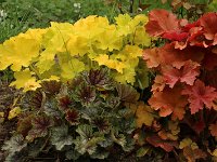 Heuchera Beauty Color_2015_05_03 Citronelle Caramel_4340