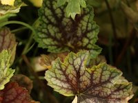 Heuchera Beauty Color_2016_06_13_1250