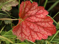 Heuchera Beauty Color_2017_09_07_9136