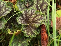 Heuchera Beauty Color_2017_09_07_9137