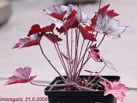 Heuchera Blackout_2009-06-21-Hex_7371