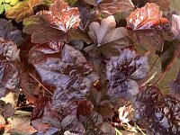 Heuchera Blackout_2013-06-03_2474