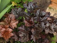 Heuchera Blackout_2015_05_08_4403
