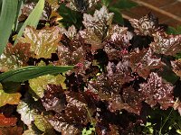 Heuchera Blackout_2016_06_13_1257