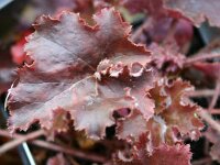 Heuchera Cappuccino_2007-11-11_9543