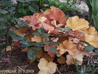 Heuchera Caramel_2009-05-21_5692