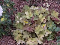 Heuchera Caramel_2009-09-16_9342