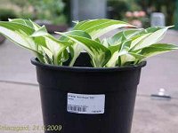 Hosta Ann-Kulpa_2009-06-21-Casters_7363