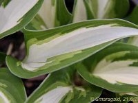 Hosta Ann-Kulpa_2009-06-21_7364