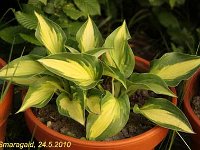 Hosta Ann-Kulpa_2010-05-24_0908
