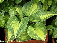 Hosta Ann-Kulpa_2011-04-27_3296