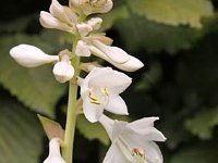 Hosta Ann-Kulpa_2011-06-24_4287