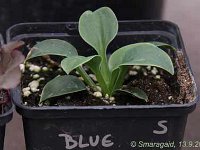 Hosta Blue Mouse Ears_2009-09-13_9251