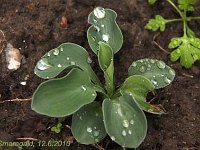 Hosta Blue Mouse Ears_2010-06-12_1286