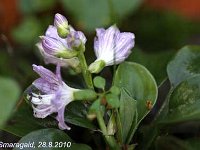 Hosta Blue Mouse Ears_2010-08-28_2411