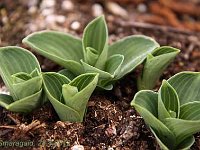 Hosta Blue Mouse Ears_2012-04-28_7705