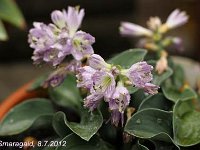 Hosta Blue Mouse Ears_2012-07-08_9744