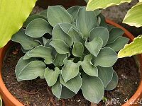 Hosta Blue Mouse Ears_2013-06-09_2609