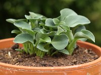 Hosta Blue Mouse Ears_2016_05_15_0259