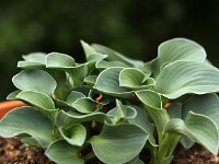 Hosta Blue Mouse Ears_2016_05_15_0260