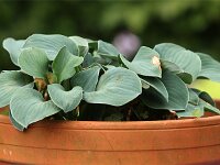 Hosta Blue Mouse Ears_2017_07_08_8640