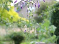 Hosta Carl_2009-06-21-Hex_7356