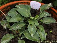Hosta Carl_2010-06-12_1287