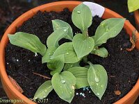 Hosta Carl_2011-04-27_3300