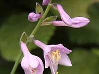 Hosta Carl_2011-06-24_4288