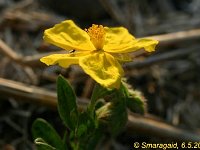 Helianthemum-2008-05-06_0452