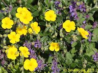 Helianthemum-2009-05-22_5733