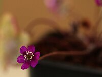 Hepatica Purple Forest Hybride_2017_03_25_4936