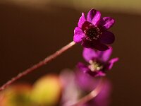 Hepatica Purple Forest Hybride_2017_03_25_4941