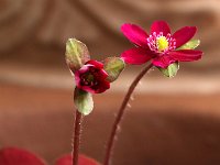 Hepatica japonica_2018_01_24_1101