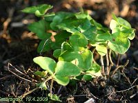 Hepatica nobilis_2009-04-19_4735