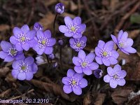 Hepatica nobilis_2010-03-20_0409