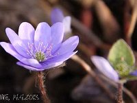 Hepatica nobilis_2013-04-14_1665