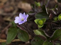 Hepatica nobilis_2014-03-29_7375