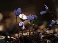 Hepatica nobilis_2015_03_22_3727