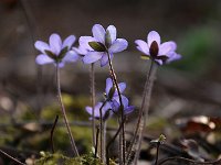 Hepatica nobilis_2016_04_01_9585