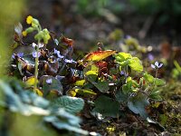 Hepatica nobilis_2016_04_09_9591