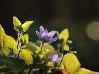 Hepatica nobilis_2017_03_26_4946