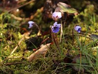 Hepatica nobilis_2018_03_29_2065