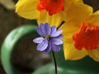 Hepatica var Staudo_2015_04_04_3811